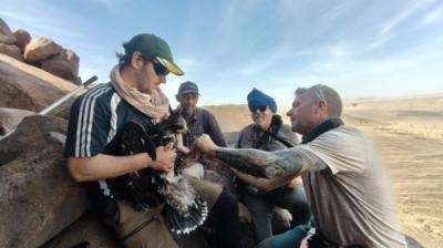 Colocación de un emisor satelital a una de las tres águilas jóvenes localizadas en la expedición al Sahara marroquí (foto: Wilder South).