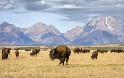 Una manada de bisontes pasta en una llanura del Parque Nacional Grand Teton, en Wyoming (Estados Unidos). Foto: Evelyn / Adobe Stock.