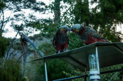 Dos loros kakas sobre un comedero artificial, en la zona de reintroducción de la especie del Parque Nacional de Abel Tasman, juntan los picos en un comportamiento típico de cortejo (foto: Freya Santana).
