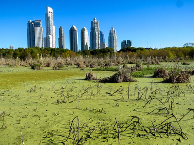 El contraste entre el humedal y el moderno barrio de Puerto Madero subraya la importancia de la Costanera Sur como pulmón verde y refugio de biodiversidad en Buenos Aires (foto: José María García de Francisco).