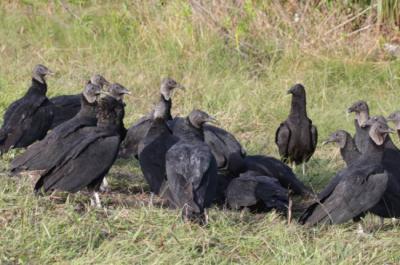 Primeras evidencias del impacto de los rodenticidas en rapaces de América Latina