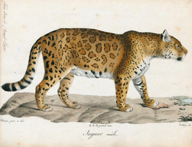 Macho de jaguar. Dibujo de Jacques Christophe Werner (1796-1856) y Charles Philibert de Lasteyrie (1759-1849).