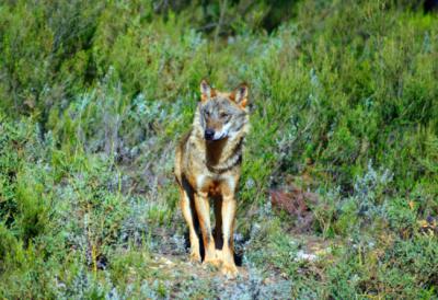Lobo ibérico (foto: Animal Record ® / Wikicommons).