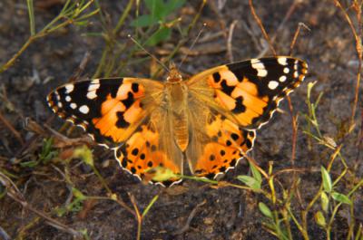 La mariposa cardera realiza migraciones opuestas en cada hemisferio de la Tierra (foto: Gerard Talavera / IBB-CSIC).