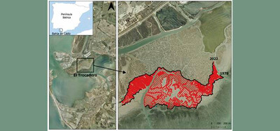 Importante retroceso de las marismas de la Bahía de Cádiz en las últimas seis décadas