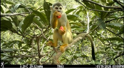 Primer algoritmo de inteligencia artificial para identificar especies de fauna arbórea en la Amazonia