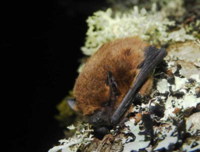 Las zonas verdes favorecen la diversidad de murciélagos en zonas urbanas