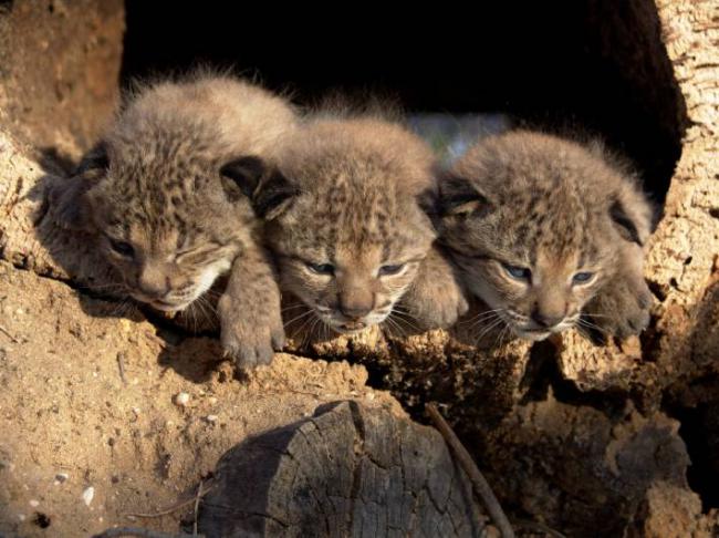 Los cachorros de lince ibérico Brezo, Brecina y Brisa, en el centro de El Acebuche (Huelva) en 2005 (foto: MITECO).