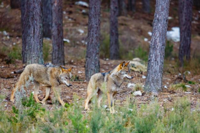 Lobos en el interior de un pinar en condiciones de semilibertad (foto: LFRabanedo / Adobe Stock).