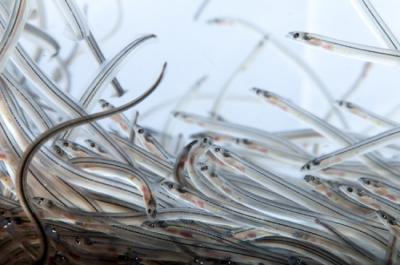 Grupo de angulas vivas (foto: katterox / Adobe Stock).