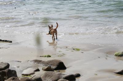Un perro persigue a un grupo de vuelvepiedras en la playa de A Calzoa (foto: ZOA - Ciudadanía y Biodiversidad).