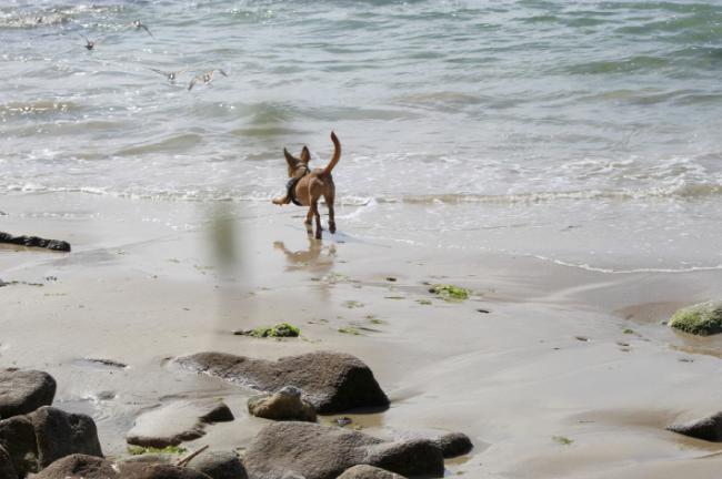 Un perro persigue a un grupo de vuelvepiedras en la playa de A Calzoa (foto: ZOA - Ciudadanía y Biodiversidad).