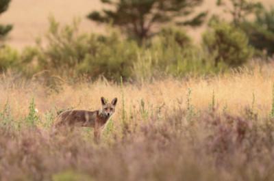 Zorro fotografiado en su hábitat (foto: Bouke ten Cate / Wikicommons).