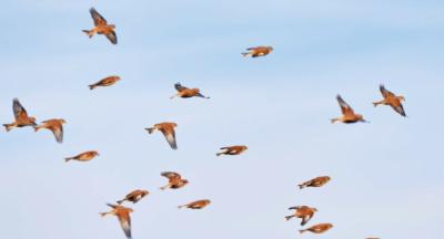 Grupo de pardillos en vuelo. Esta especie es una de las más perseguidas en España en las capturas de paseriformes (foto: Adrian / Adobe Stock).