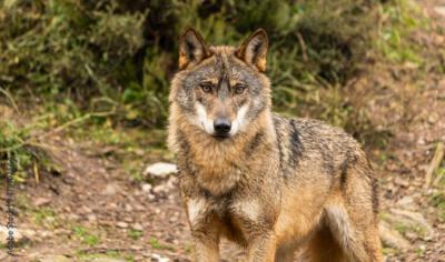 Primer plano de un lobo ibérico fotografiado en condiciones de cautividad (foto: Enrique / Adobe Stock).