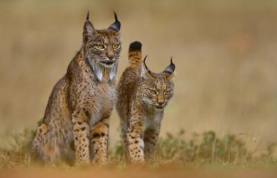 Imagen de archivo de una hembra de lince ibérico con su cría (foto: ondrejprosicky / Adobe Stock).