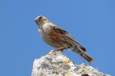 Acentor alpino en el macizo del Gorbeia (Bizkaia). La población nidificante de esta especie ha desaparecido en Álava (foto: Juan Manuel Pérez de Ana).