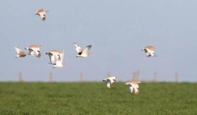 Grupo de sisones comunes en vuelo (foto: AGAMI / Adobe Stock).