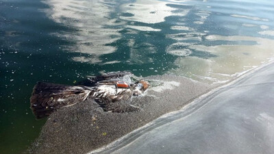 Águila de Bonelli con su emisor GPS visible tal y como se encontró en una balsa de riego de la Región de Murcia en 2023 (foto: Mario León).