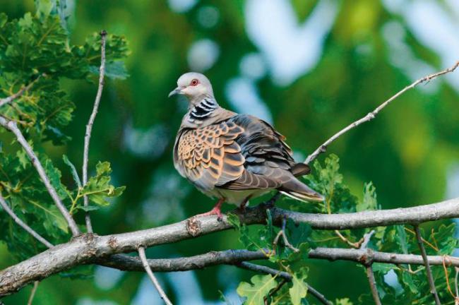 Tórtola común posada en la rama de un roble (foto: bennytrapp / Adobe Stock).