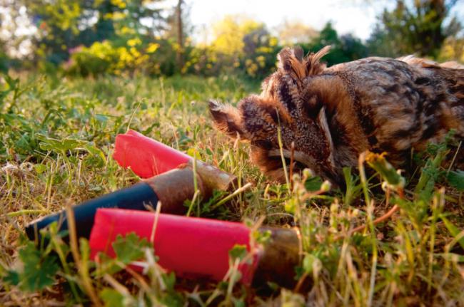 Cadáver de búho chico, especie protegida, junto a unos cartuchos de caza (foto: JAH / Adobe Stock).