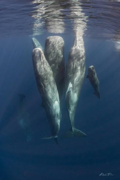 Cachalotes con una cría descansando en vertical muy cerca de la superficie del agua, en un comportamiento típico de la especie (foto: Alberto Díaz).
