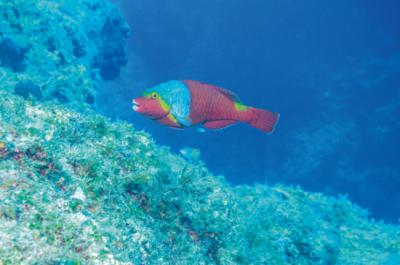El avistamiento de “Sparisoma cretense” por primera vez en Baleares y Almería es un ejemplo de la tendencia a la tropicalización de la fauna marina en el Mediterráneo español (foto: Andi K / Adobe Stock).