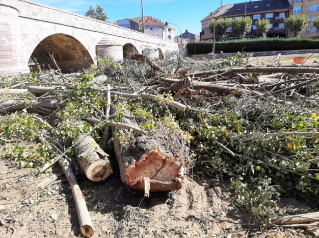 Troncos y ramas de árboles talados en el bosque de ribera eliminado en las márgenes del río Torío a la altura del barrio leonés de Puente Castro (foto: Sandra Goded).