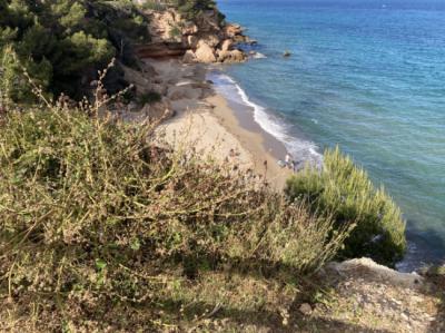 En esta cornisa de un acantilado de Miami Platja (Mont-roig del Camp, en la provincia de Tarragona) se observa en primer término a la planta invasora “Kalanchoe × houghtonii” (foto: Institut Botànic de Barcelona).