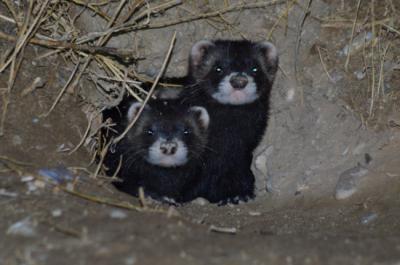 Dos juveniles de turón europeo se asoman a la entrada de una hura en un vivar de conejo en la provincia de Valladolid (foto: Guillermo Carmona).