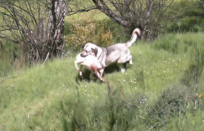 Una cámara de fototrampeo detecta el paso de un perro doméstico con el cordero que ha cazado en un rebaño de ovejas en libertad (foto: Fapas).