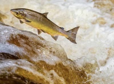 Un salmón atlántico remonta la corriente de un río (foto: Paul Abrahams / Adobe Stock).