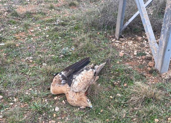 Un ejemplar juvenil de águila imperial dotado con un emisor GPS yace muerto junto al apoyo de un tendido eléctrico (foto: Adensva).