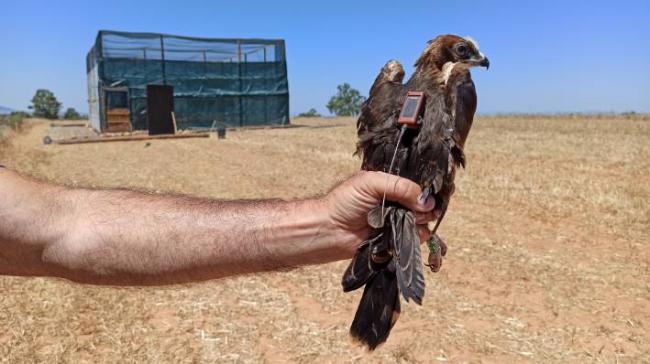 Aguilucho cenizo joven a punto de ser liberado con un emisor GPS y al fondo, instalación de hacking en la que completó su crianza (foto: Palombar).