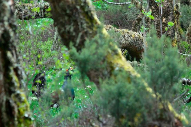 Un macho de urogallo cantábrico canta en un abedular del Alto Sil leonés (foto: Andoni Canela).