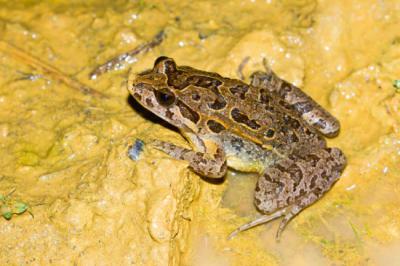 Aunque de distribución cosmopolita, el sapillo pintojo ibérico (Discoglossus galganoi) se ve afectado en la Comunidad de Madrid por la fragmentación de sus poblaciones (foto: Carlos / Adobe Stock).