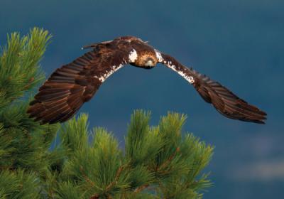 Águila imperial ibérica en vuelo (foto: Staffan Widstrand).