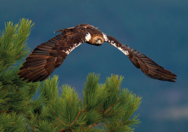Águila imperial ibérica en vuelo (foto: Staffan Widstrand).