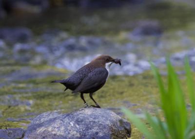 Adulto de mirlo acuático con una ninfa de odonato en el río Artibai (País Vasco). Foto: Aitor Galarza.
