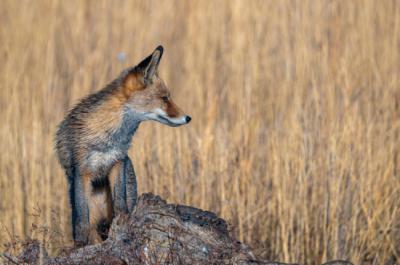 Un zorro se detiene a observar el entorno desde una roca (foto: M. A. F. S. / Adobe Stock).