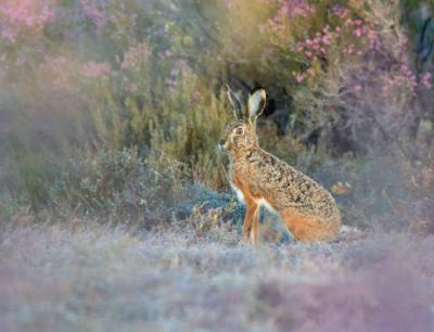 Una liebre ibérica se detiene y observa el entorno en una zona de matorral (foto: GilPhotos / Adobe Stock).