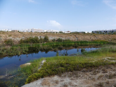 Aspecto de la laguna de Soliva, junto a una zona urbana de la ciudad de Málaga (foto: José Manuel Moreno).