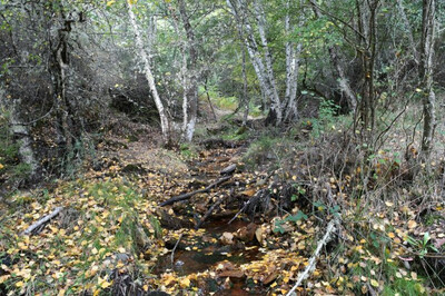 Abedular asociado al arroyo Cabuerca, un rincón natural de la Sierra de la Culebra (Zamora) que se habría visto afectado por el proyecto minero Valtreixal (foto: Manuel Segura).