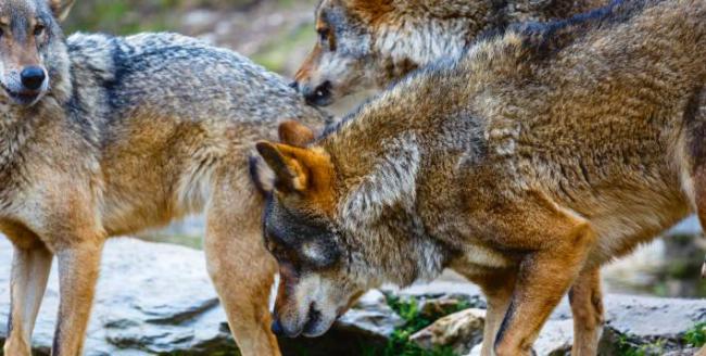 Lobos ibéricos en condiciones de semilibertad (foto: LFRabanedo / Adobe Stock).