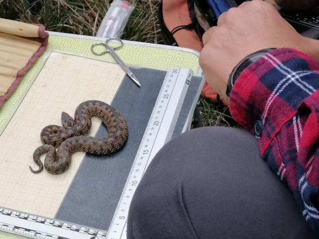 Toma de datos biómetricos de una víbora hocicuda (foto: Miguel A. Pinto / AHE).