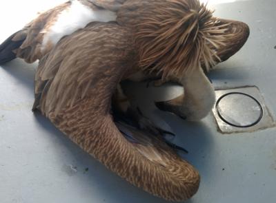 Un buitre leonado ingresado en un hospital de fauna, con la cabeza y el cuello flácidos, síntoma propio de intoxicación por plomo (foto: GREFA).