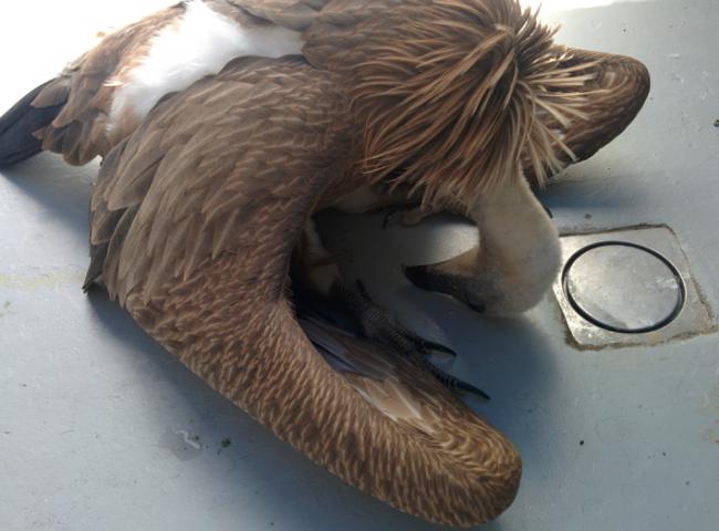 Un buitre leonado ingresado en un hospital de fauna, con la cabeza y el cuello flácidos, síntoma propio de intoxicación por plomo (foto: GREFA).