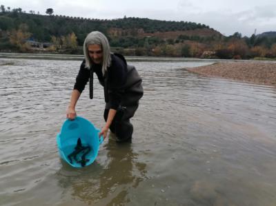 Momento de la liberación de varios juveniles de esturión europeo en el curso bajo del río Ebro (foto: CERM).
