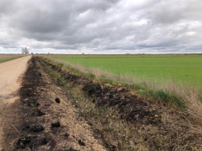 La vegetación natural de este arroyo situado entre un cultivo y un camino en la provincia de Palencia ha sido destruida por una quema intencionada (foto: Ecologistas en Acción Palencia y Asociación de Naturalistas Palentinos).