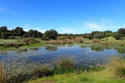 Laguna en la dehesa de Chapinería (Madrid). Foto: Christian Arnanz.